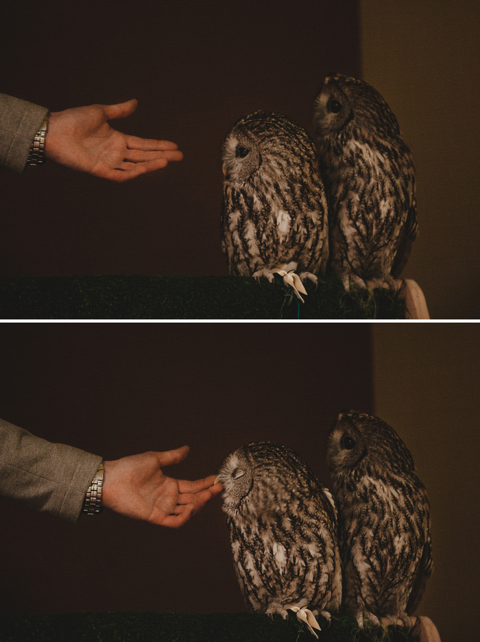 Kus - My, owl house, Reportage, Owl