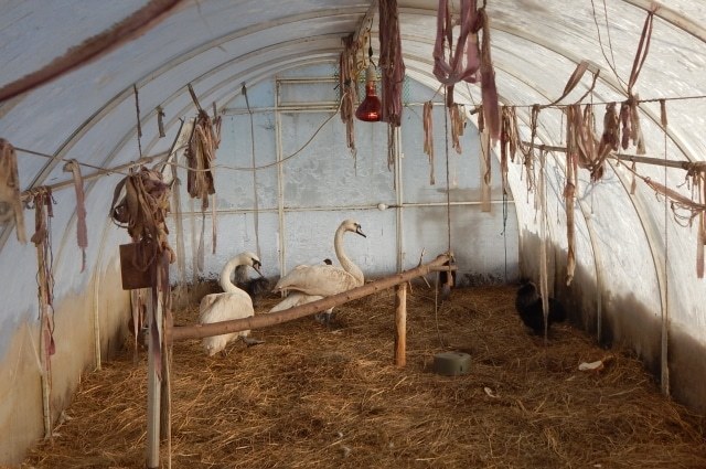 In the Pskov region, a family of swans, which did not reach the warm regions, was sheltered in the yard by the owner of the cafe - Pskov region, Swans, Birds, The rescue, Longpost, Positive