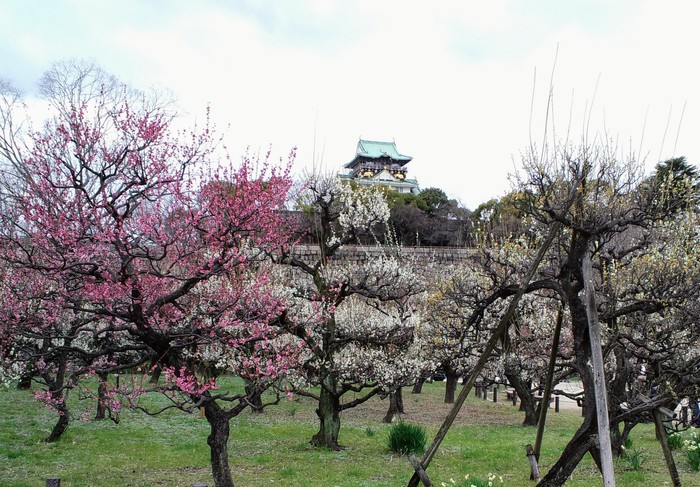 plum orchard - The photo, Japan, Plum, Bloom, Ume, Lock, Garden