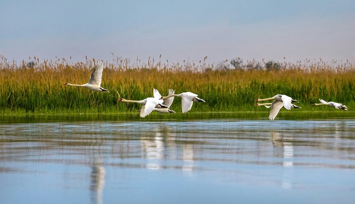 Wild swans in the Volga delta - Astrakhan, Swans, , Nature, Russia