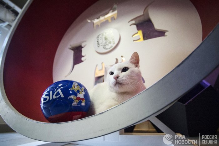 Hermitage cat Achilles appointed as the oracle of the 2018 FIFA World Cup - cat, 2018 FIFA World Cup, Football, Sport, Hermitage, Oracle, Achilles, Риа Новости