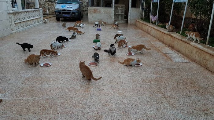 Фотографии из знаменитого кошачьего приюта в Алеппо, где нашли убежище домашние коты погибших или бежавших из города жителей. кот, Сирия, Алеппо, приют, длиннопост