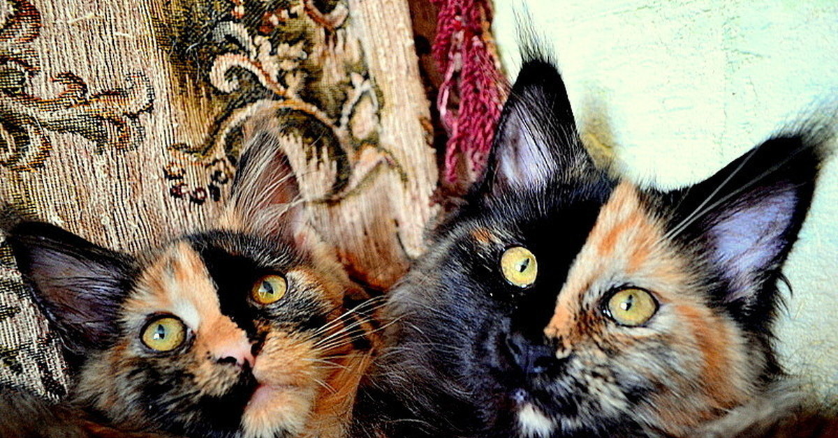 Tried cat. День домашних животных с Мейн куном.