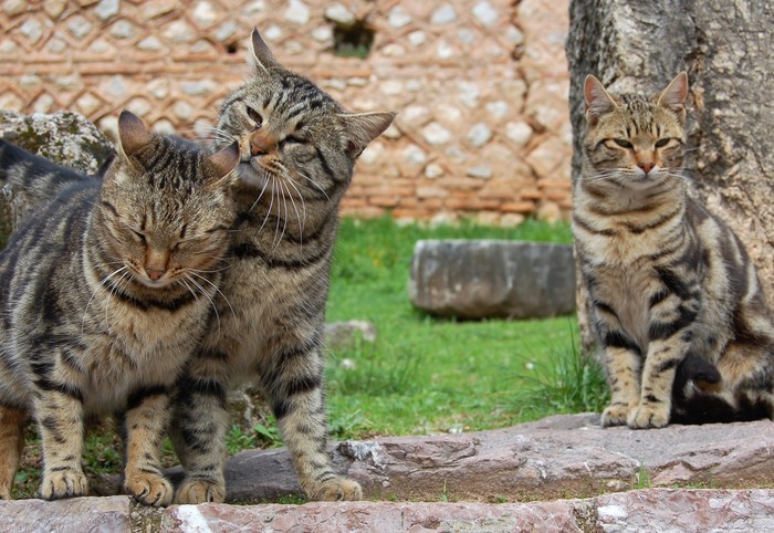 Oooh, insolent! My eyes wouldn't look at them... ))) - cat, My, Spring, Jealousy