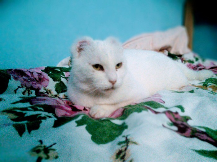 Пикабу, нужна помощь.