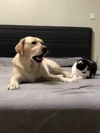 You are wrong, Sharik, you are catching a red dot - cat, Dog, GIF, Laser, Labrador Retriever