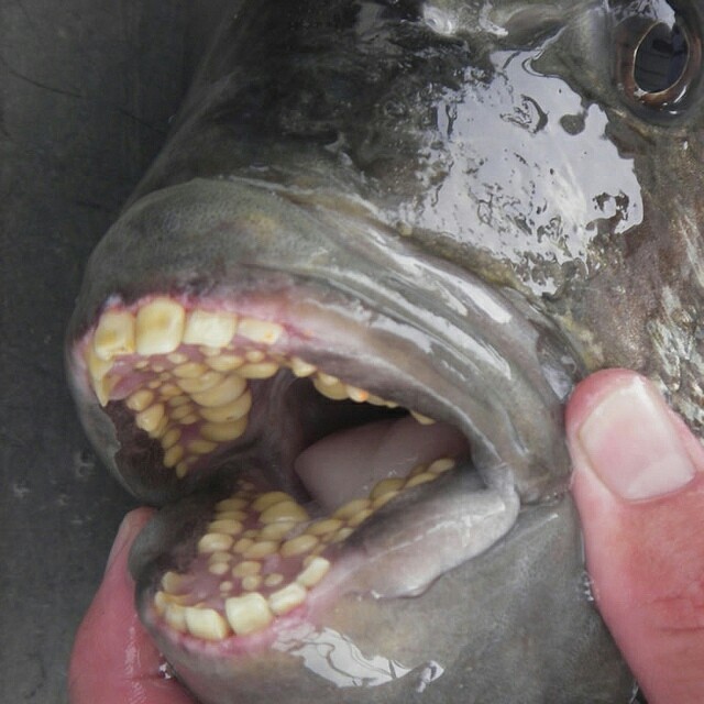 This is not Photoshop! - Teeth, Nature, Unusual, A fish