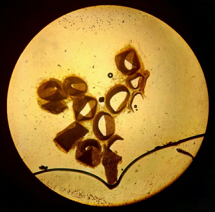White fungus spores under a microscope - My, Microscope, Mushrooms, The science, Mycology, Biology, Controversy, Longpost