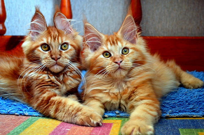 Redheads are like rays of the sun! Maine Coon kittens! The look is smart and serious! - cat, Pet, Longpost, Video, Youtube, Pets