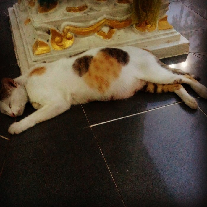Spotted Heart - My, cat, Catomafia, Heart, Thailand, Pattaya, Pregnant, Dream