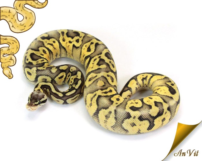 Pshhh... we're back on the air! - Anvit, Pithon regius, Royal python, Breeding, Mathematics