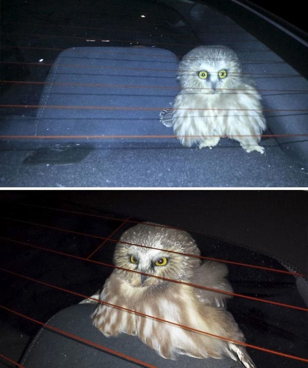 Once in Las Vegas, an owl flew into my car when I was driving with the windows open. I literally spent a whole 3 hours to kick her out - Owl, Birds, Car, Milota, Mimimishno