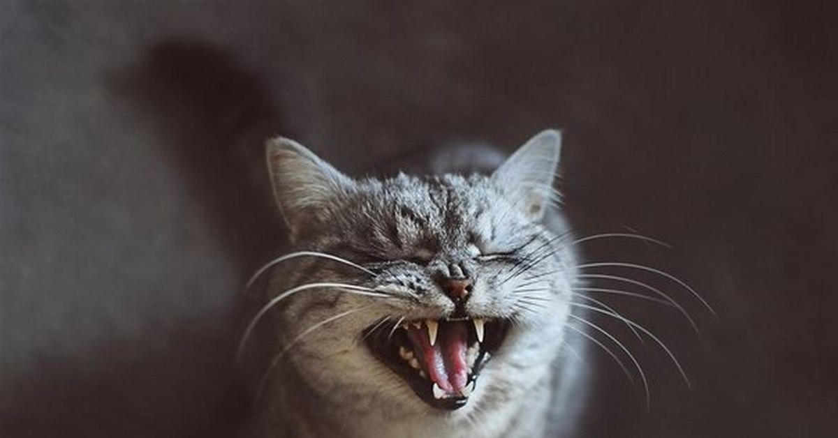 Кошка рычит и шипит. Кот шипит. Улыбка кота. Злая кошка. Агрессивные коты.