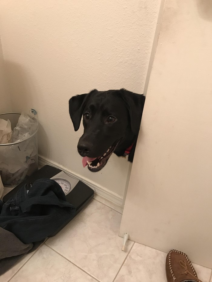 Our dog loves to pop into the bathroom unexpectedly - Dog, Curiosity, The photo