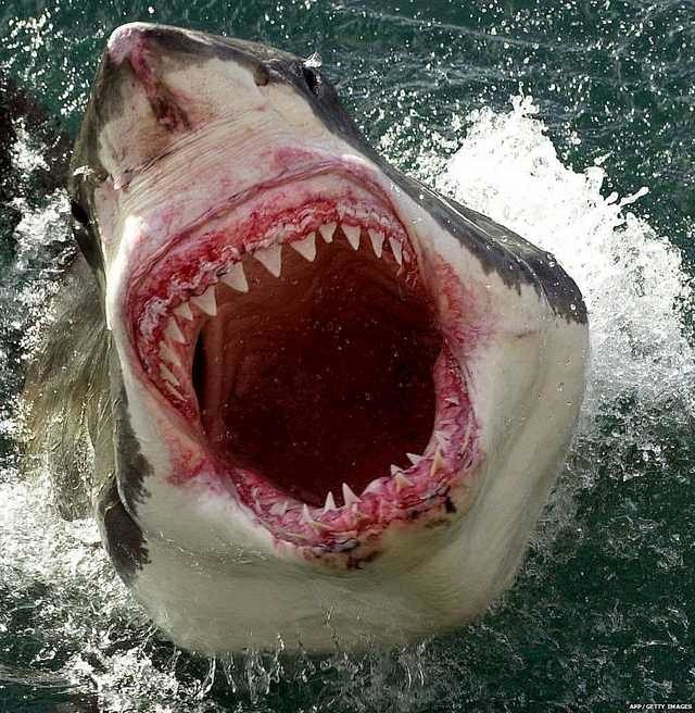 Great white shark - Shark, The photo