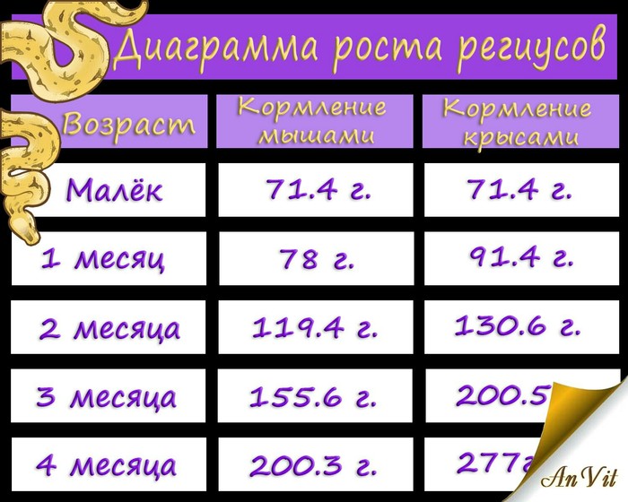 Пшшш, шарообладатели... Чем будем кормить? - Моё, Anvit, Pithon regius, Королевский питон, Кормление