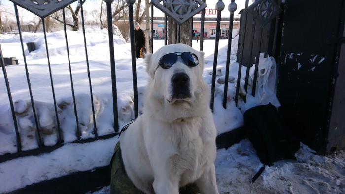 Fashionista - My, Dog, Glasses