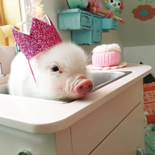 Mini pig: why not an option for a pet? - Mini Pig, Pets, Pet, Milota, Longpost, Pig, Piglet