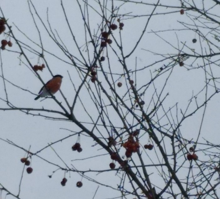 Spring came. - My, Spring, Bullfinches, Permian