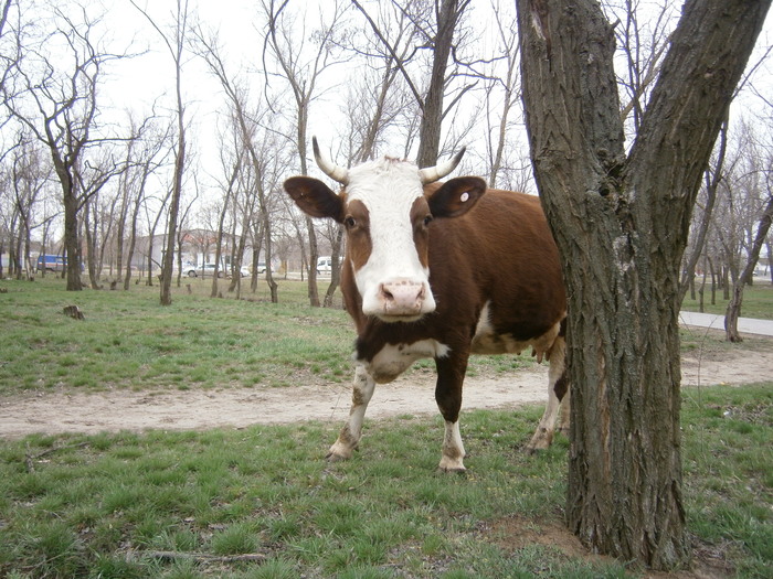 In the park ) - My, The photo, Cow, Spring