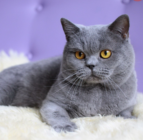 British cat - British cat, Cat breeds