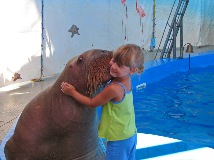 First kiss. - Fur seal, Dolphinarium