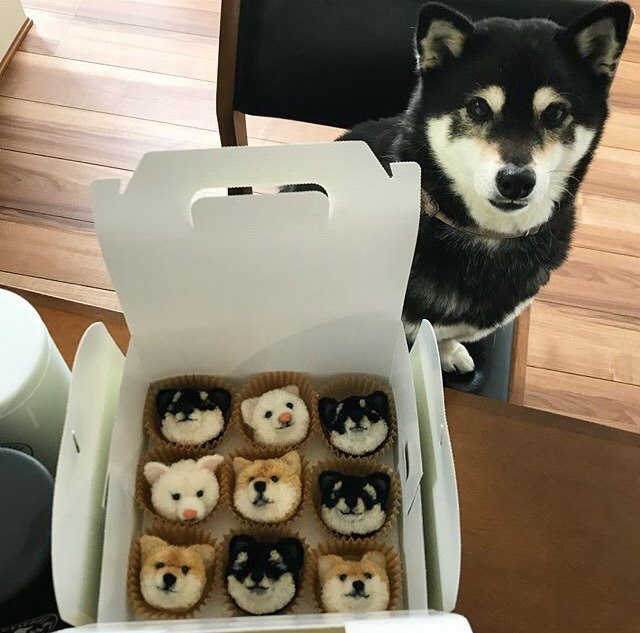 ... they are eaten, and they look - Dog, Milota, Cannibalism, The photo, Shiba Inu