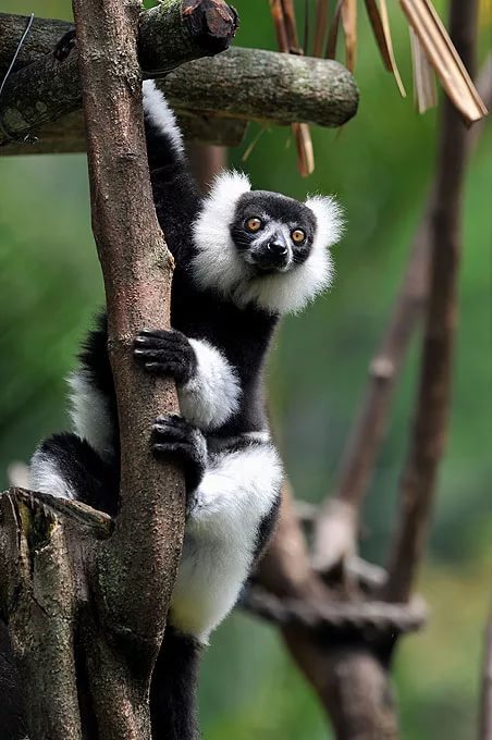 Black and white lemur vari. - Black and white, , Lemur, Vari, Animals, Milota, Longpost