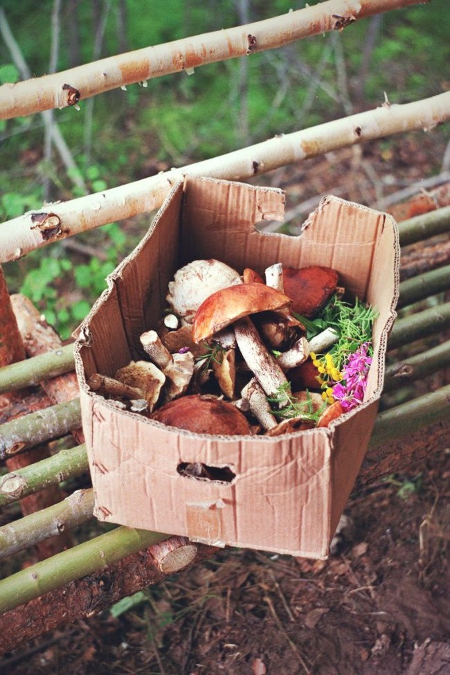 The State Duma is preparing a new law on the collection of mushrooms and berries - Mushrooms, Berries, Deadwood, Law, Forest, State Duma, Politics, Longpost