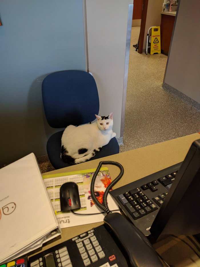 Administrator at a local animal clinic. - cat, Catomafia, Animals, Pets, Administrator, Clinic, Reddit