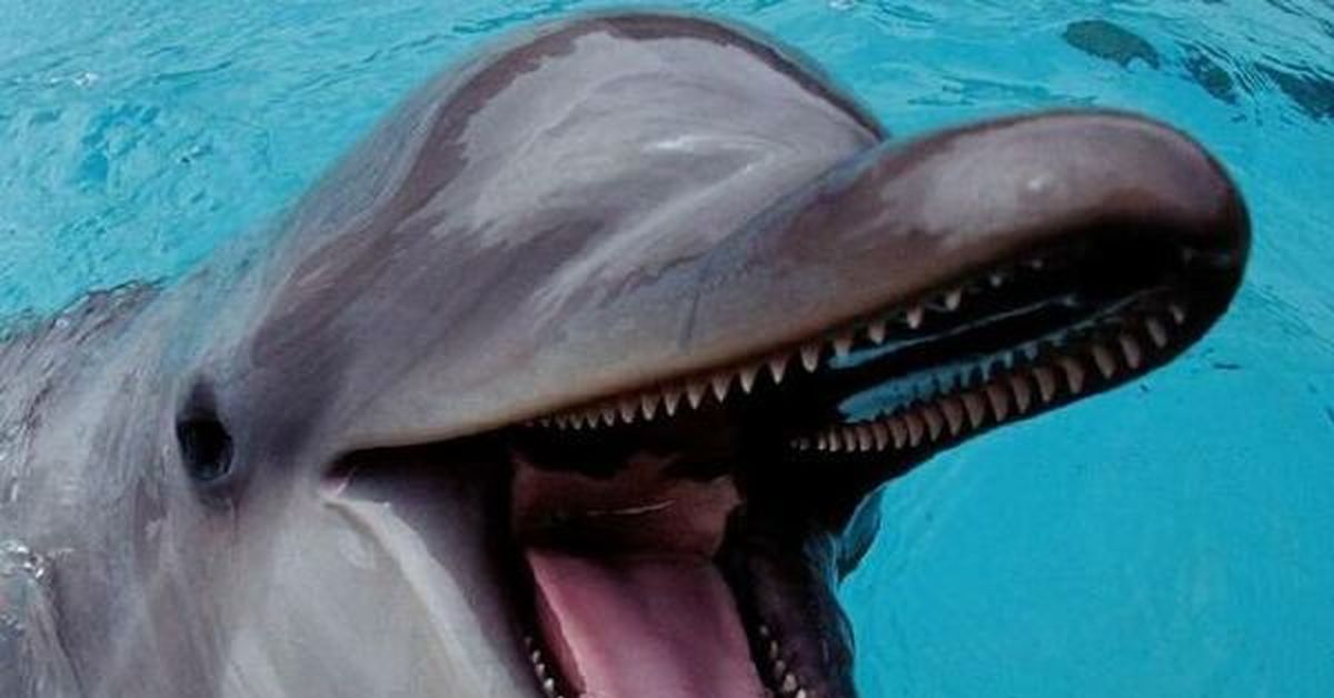 Нападение дельфинов. Дельфинья колбаса. Дельфины злые существа..
