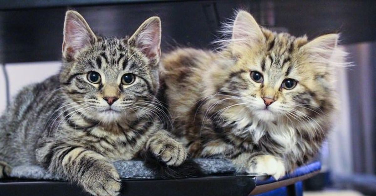 Сестра кэт. Котики брат и сестра. Кот сестра. Фото кота сестра. Фото брата и сестры котики.