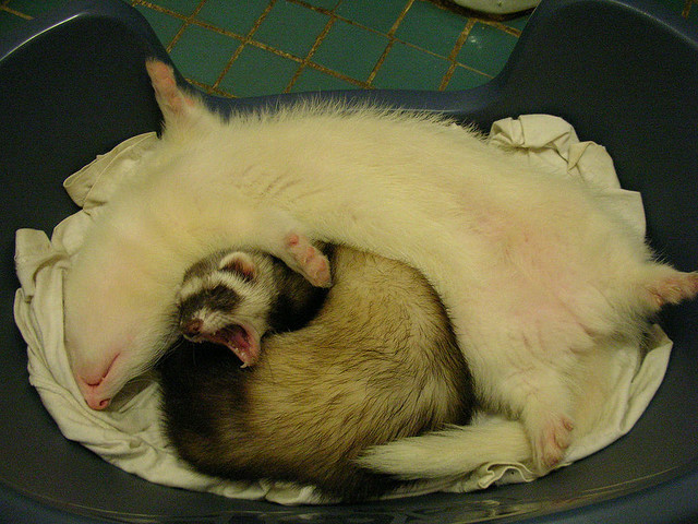 Ferrets - Funny Ferrets, Ferret, Animals, Longpost