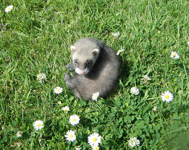 Ferrets - Funny Ferrets, Ferret, Animals, Longpost