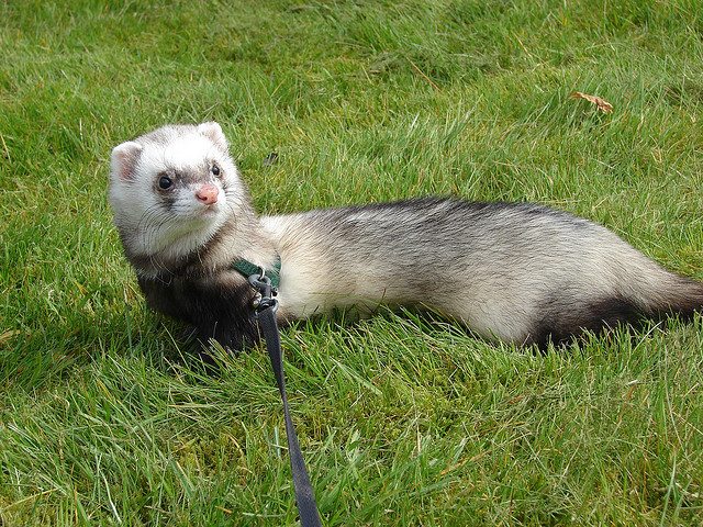 Ferrets - Funny Ferrets, Ferret, Animals, Longpost