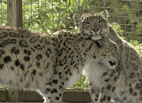 Snow Leopard - Snow Leopard, Longpost, Cat family, Wild animals, The photo