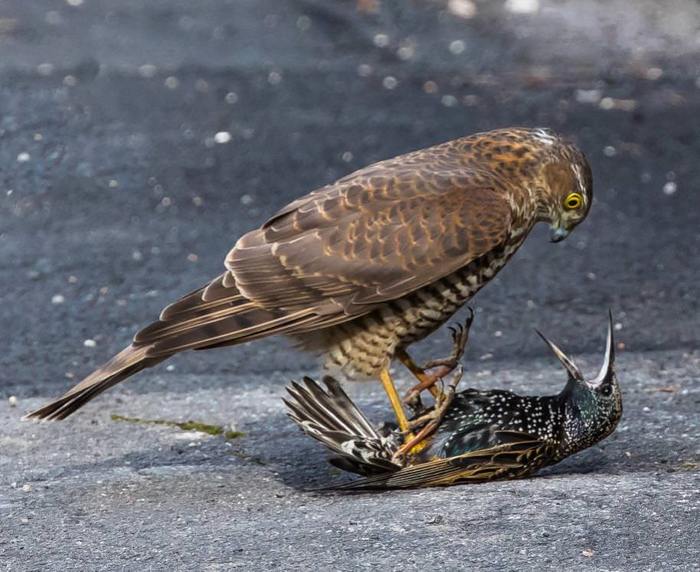 At the dentist's appointment - Birds, Falcon, , The photo, Nature, Ornithology, Humor, Funny