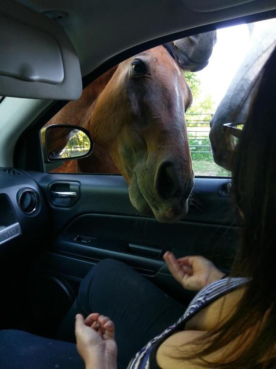 Eye contact - Horses, Girls, The photo