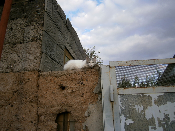 Country cat - My, cat, Village, The photo