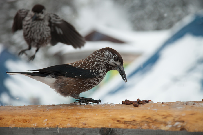 Kedrovka. - My, Sheregesh, Birds, Longpost