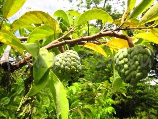 Smells of the exotic - Smell, Exotic, Cherimoya, Scallop