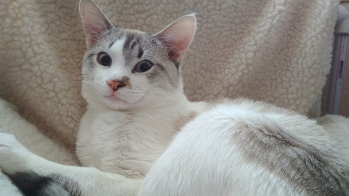 Samara cat. This is Zif and he is looking for a home. - cat, Samara, In good hands, Longpost, , 