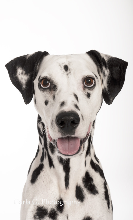 Dalmatians - Dalmatian, Dog, Longpost