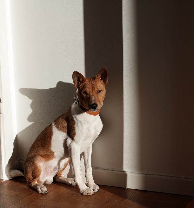 Basenji - African barking dog - Dog, Africa, Animals, Puppies, Longpost, The photo