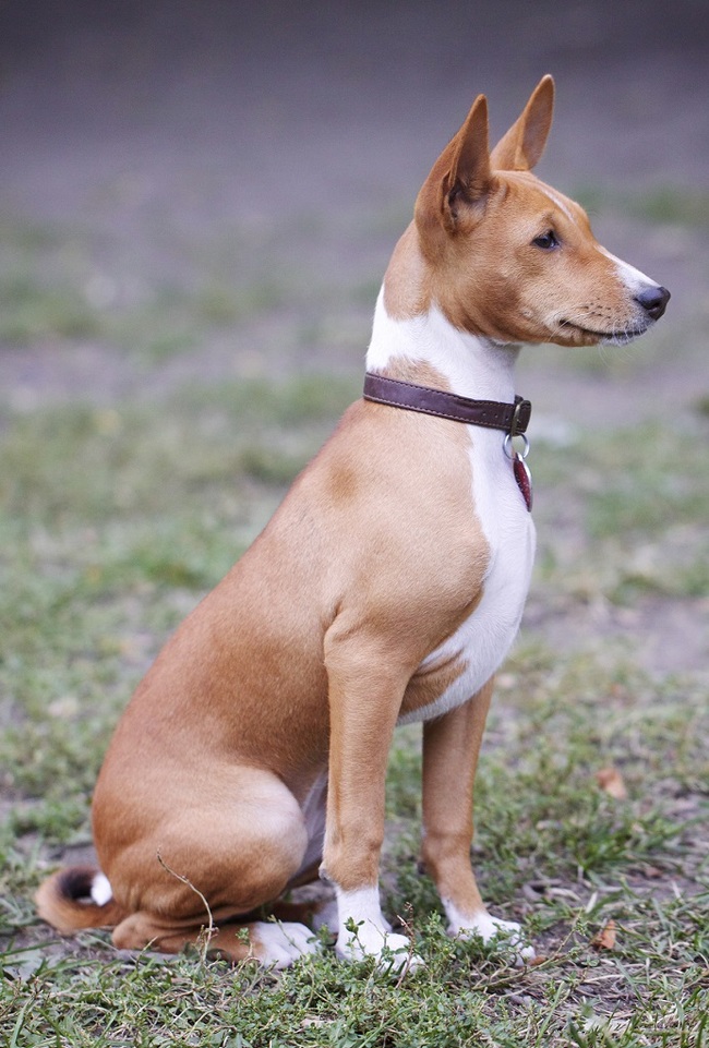 Basenji - African barking dog - Dog, Africa, Animals, Puppies, Longpost, The photo