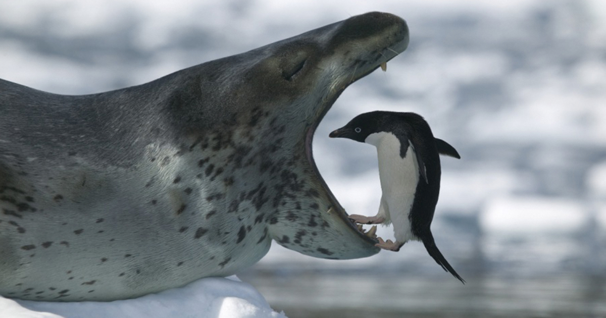 Охотятся ли медведи на пингвинов окружающий мир. Морской леопард в Антарктиде. Морской леопард Hydrurga leptonyx. Кирсти Браун морской леопард. Антарктида тюлень морской леопард.