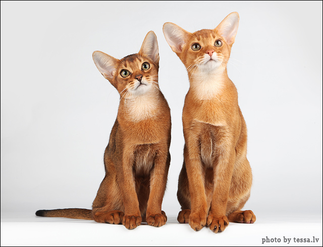 Tessa's cats - cat, Balinesis, Abyssinian cat, American Curl, The photo, Tessa, Longpost