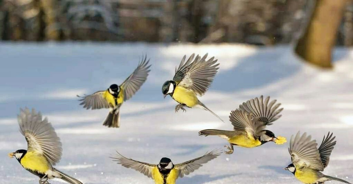 Птицы летающие зимой. Синички. Птицы зимой. Синица зимой. Стайка синиц.