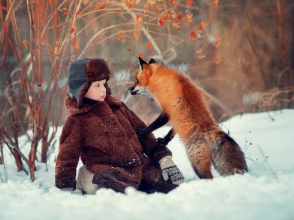 Tame me... - Fox, Snow, Wild animals, The photo, Animals, Children