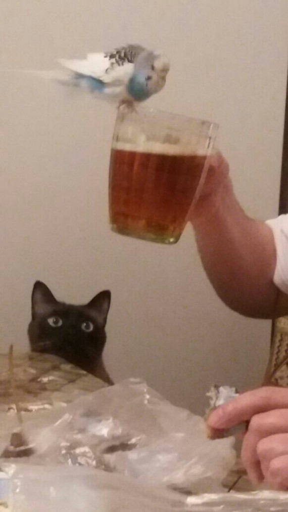 �������� ��������)